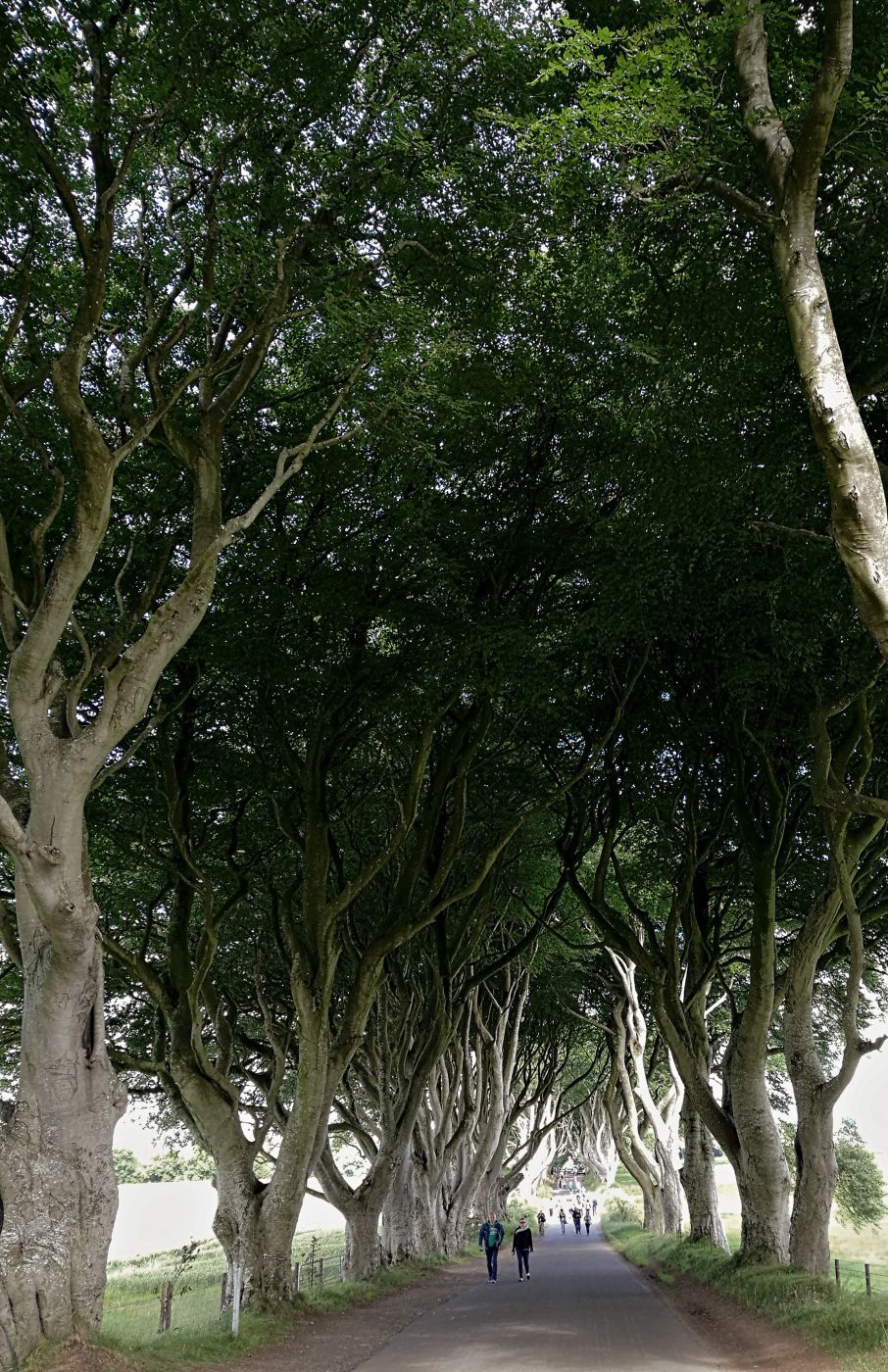 The Dark Hedges (Road), United Kingdom