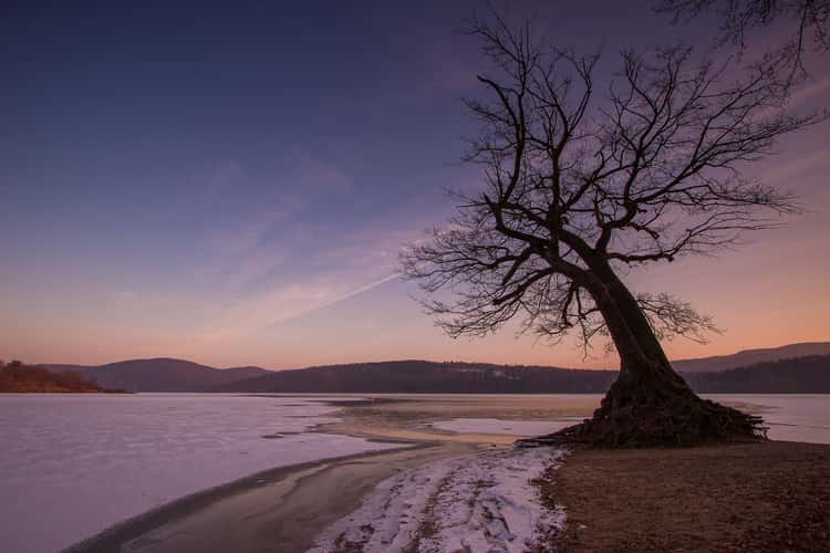 Eiche am Edersee