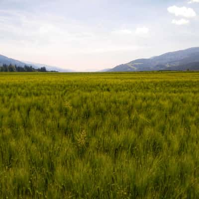 Fields, Austria