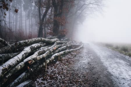 Forest between Asbach & Buchholz