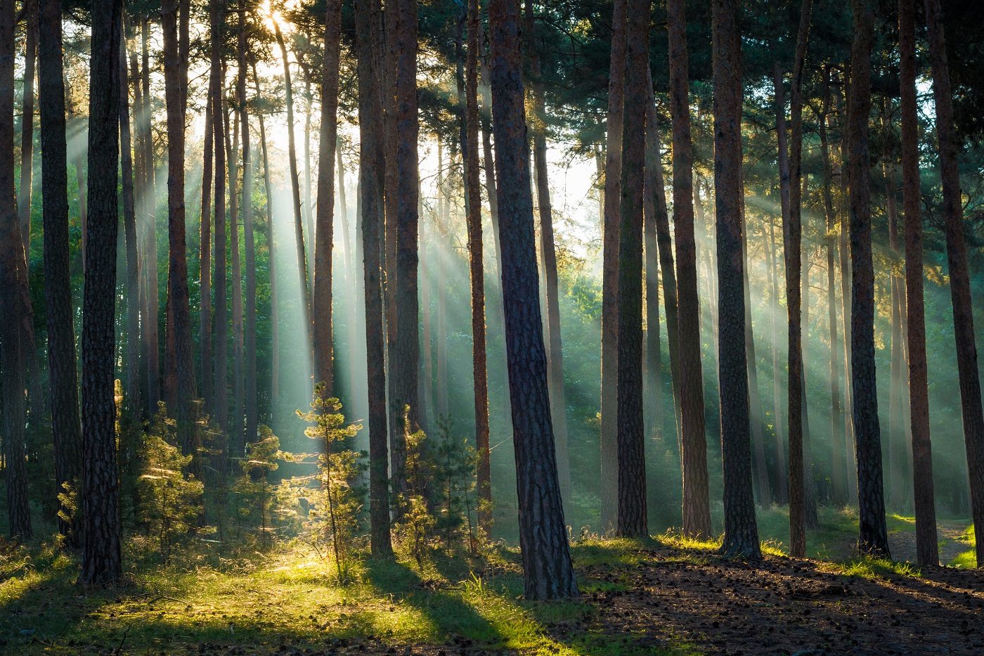 Forest near Westerhausen, Harz Mountains, Germany