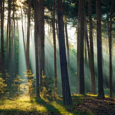 Forest near Westerhausen, Harz Mountains, Germany