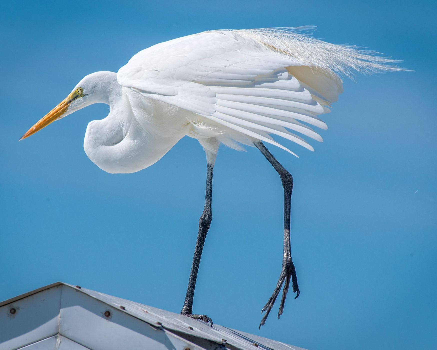 Fort De Soto Park, Tierra Verde, Florida, USA