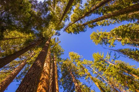 Giant Sequoias of Mariposa Grove