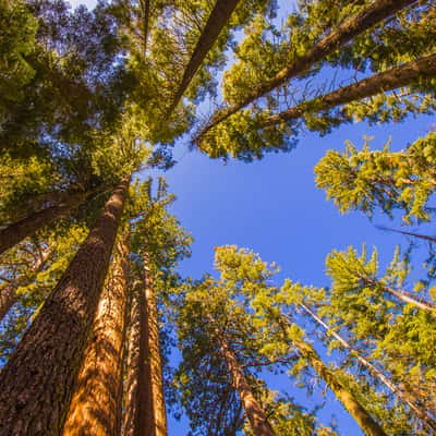 Giant Sequoias of Mariposa Grove, USA