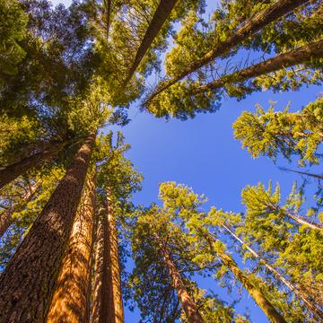 Giant Sequoias of Mariposa Grove, USA