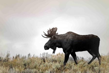 Grand Teton Moose