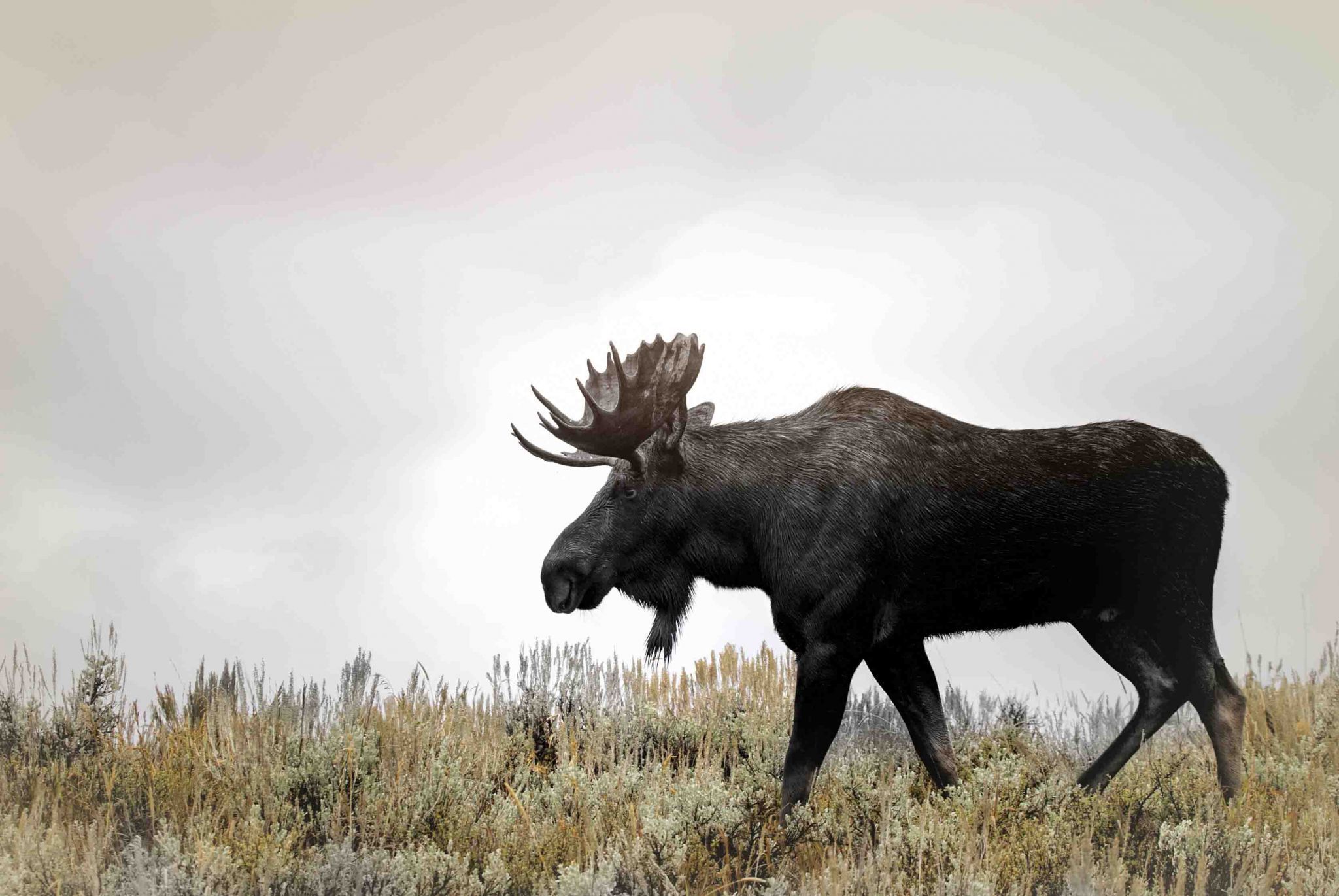 Grand Teton Moose, USA