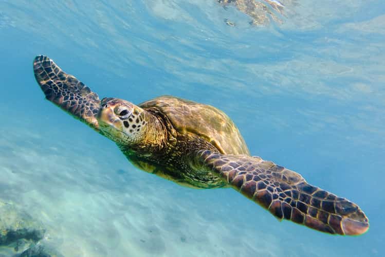 Honu gathering at Black Rock Beach