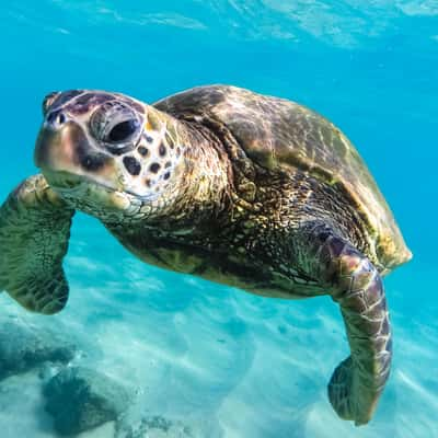 Honu gathering at Black Rock Beach, USA