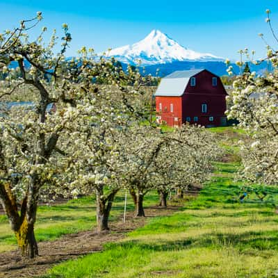 Hood River Red Barn, USA