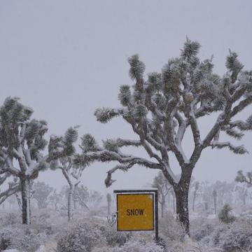 Joshua Tree in the snow, USA