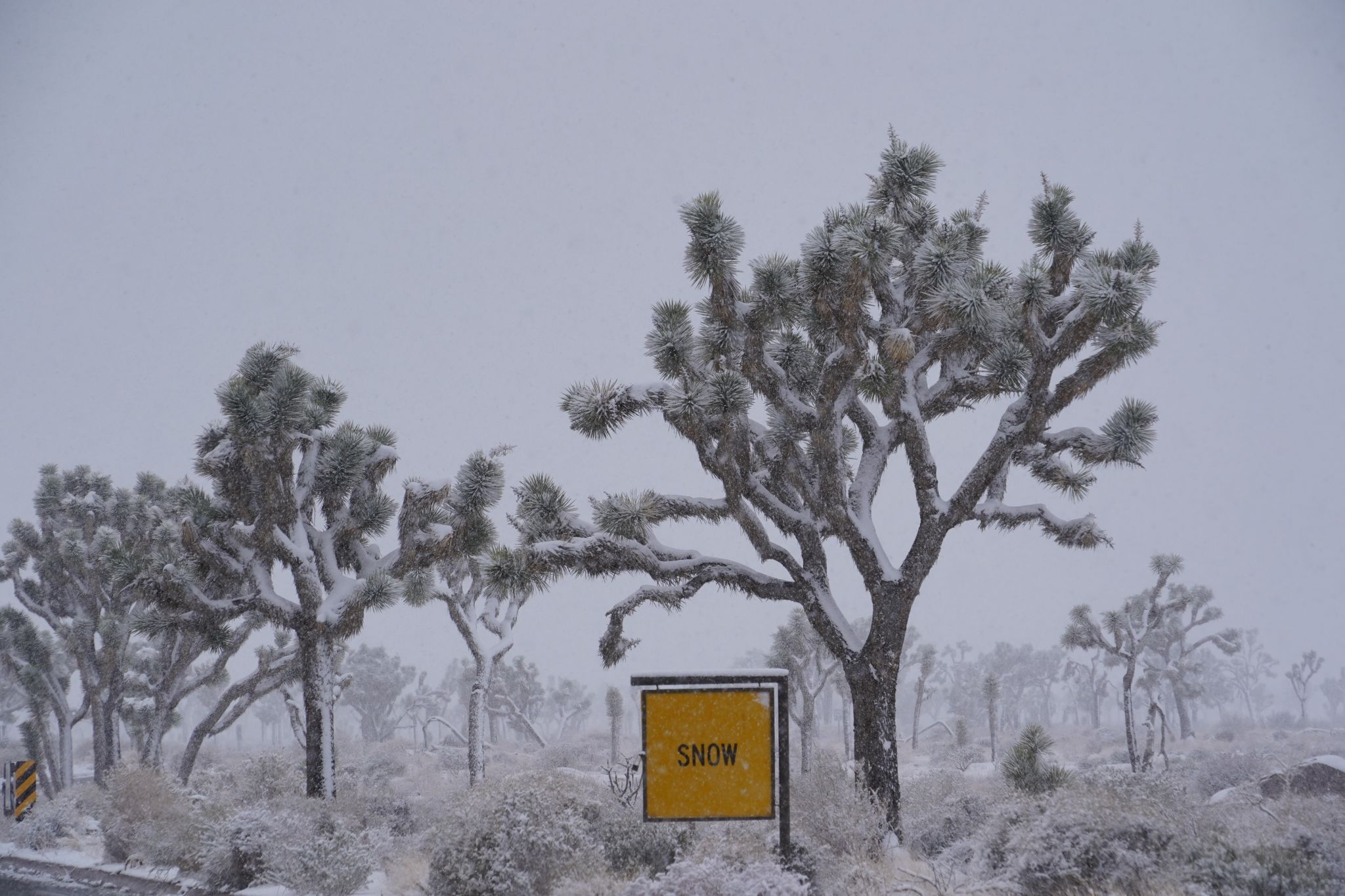 Joshua Tree in the snow, USA