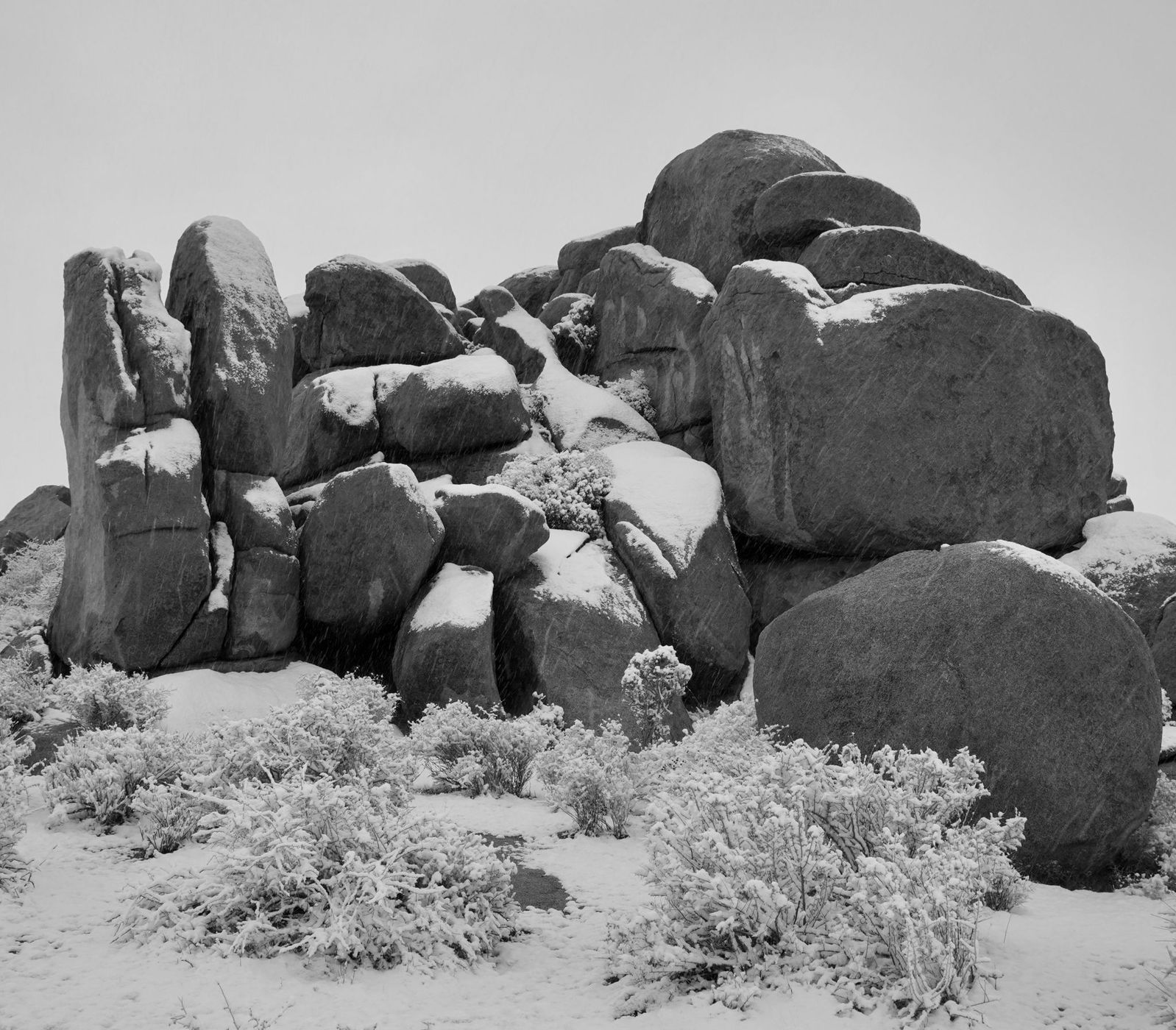 Joshua Tree in the snow, USA