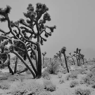 Joshua Tree National Park, USA