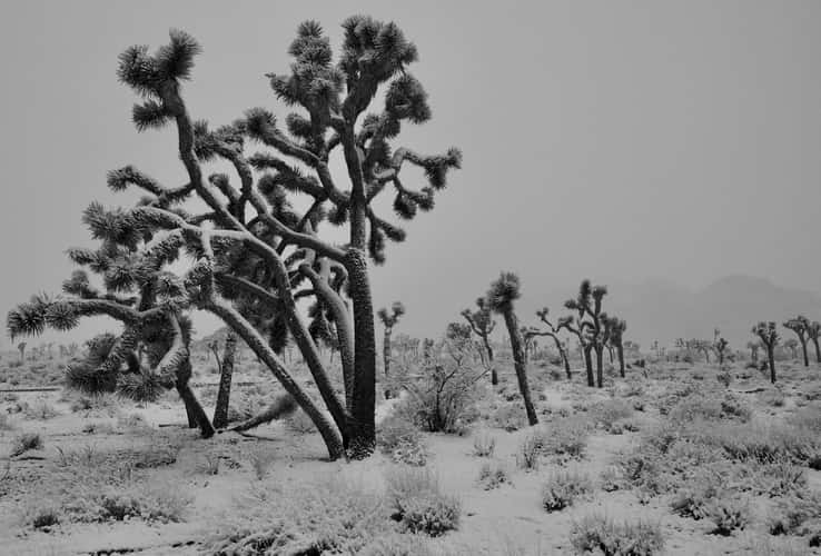 Joshua Tree National Park