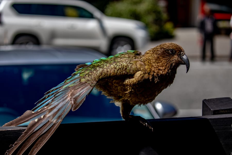 Kea parrot Arthur's Pass South Island, New Zealand