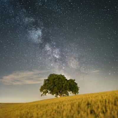 Lonely Tree, Oberwil-Lieli, Switzerland