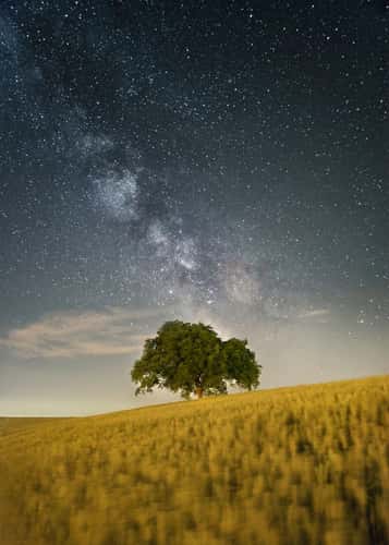 Lonely Tree, Oberwil-Lieli