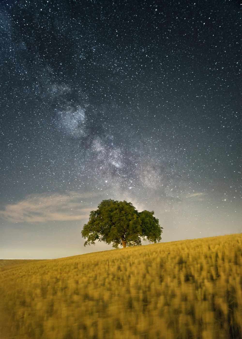 Lonely Tree, Oberwil-Lieli, Switzerland