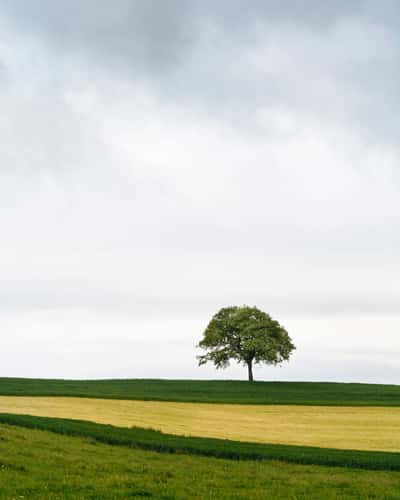 Lonely Tree, Oberwil-Lieli
