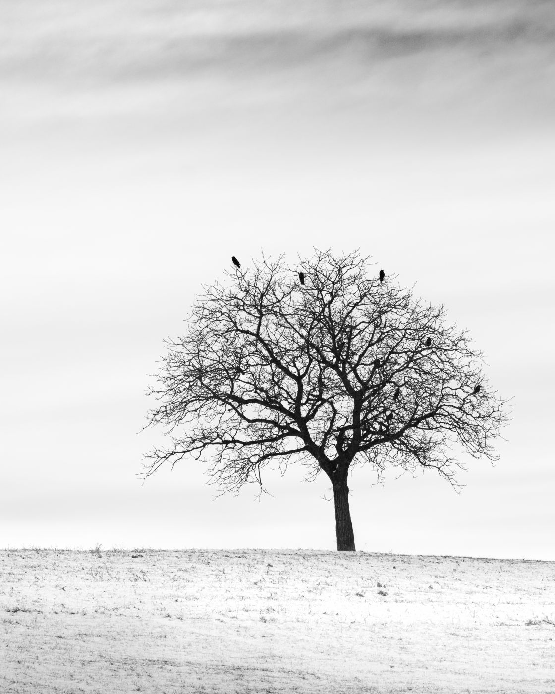 Lonely Tree, Oberwil-Lieli, Switzerland