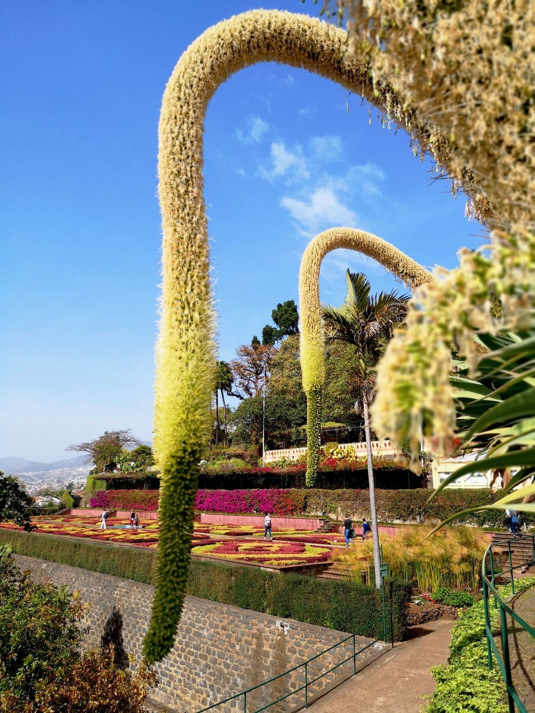 Madeira Botanical garden, Portugal