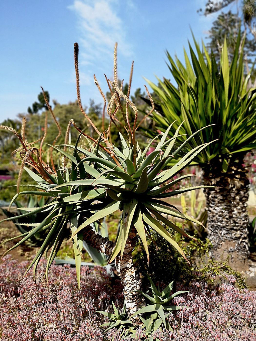 Madeira Botanical garden, Portugal