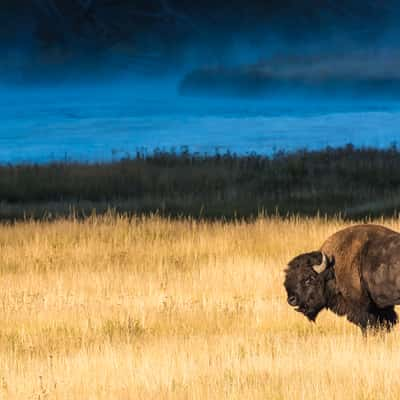 Madison River, Yellowstone National Park, USA