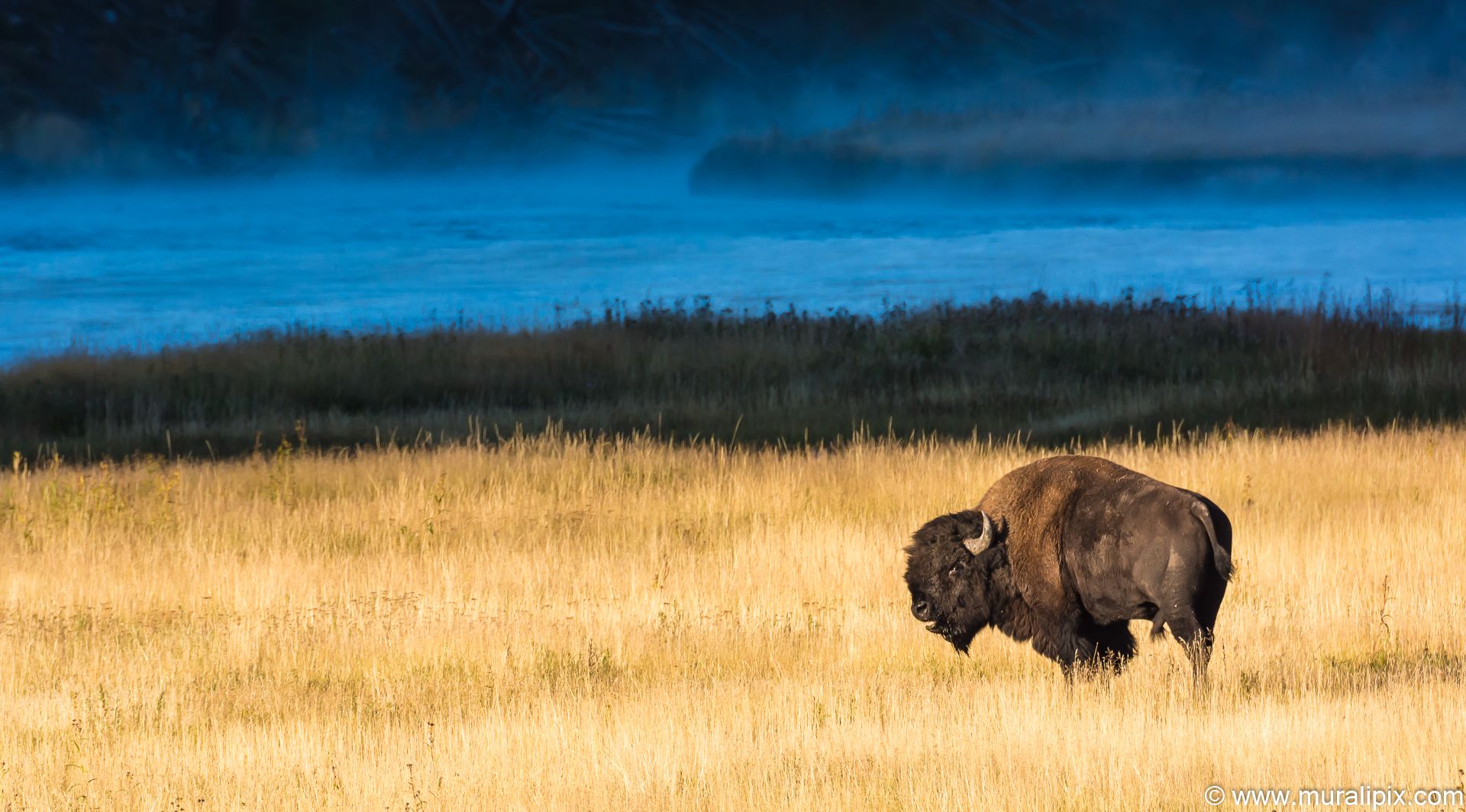 Madison River, Yellowstone National Park, USA