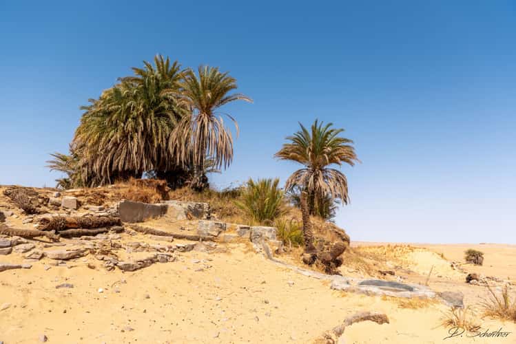 Oasis in the desert