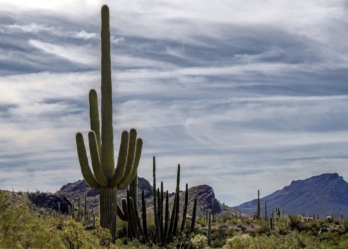 Organ Pipe Cactus National Monument