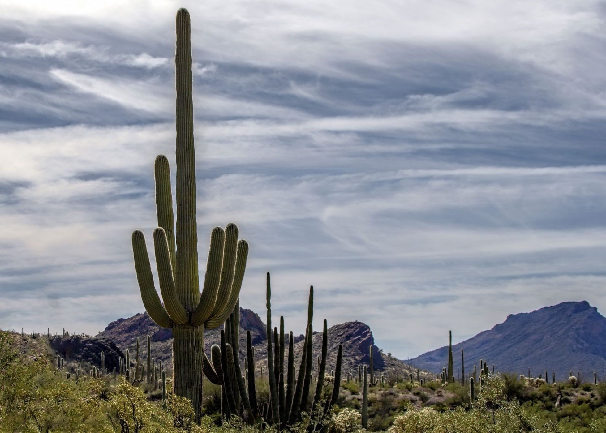 Organ Pipe Cactus National Monument, USA