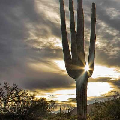 Sonoran Desert Cactus, USA