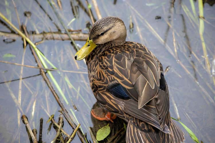 South Padre Island Birding and Nature Center