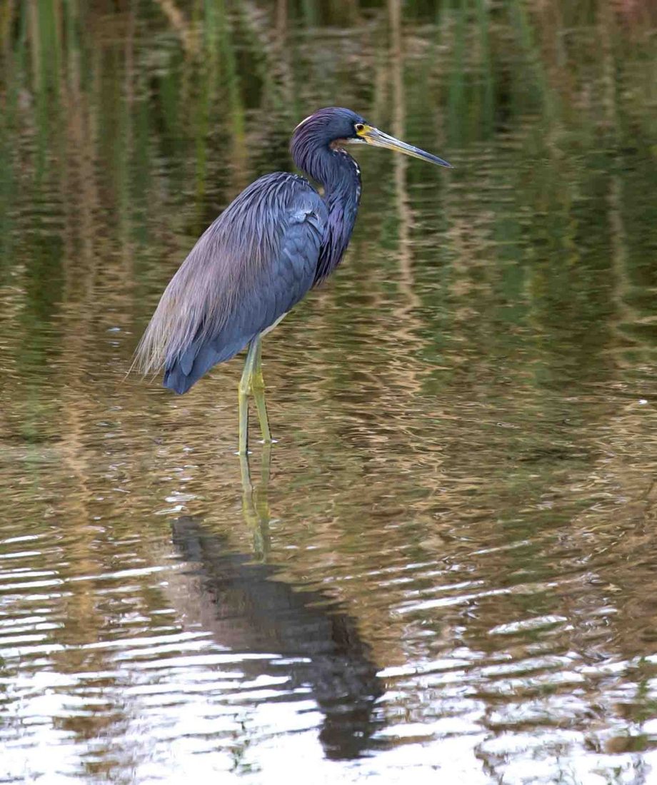 South Padre Island Birding and Nature Center, USA