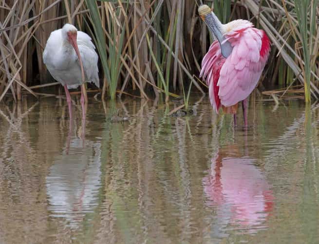 South Padre Island Birding and Nature Center