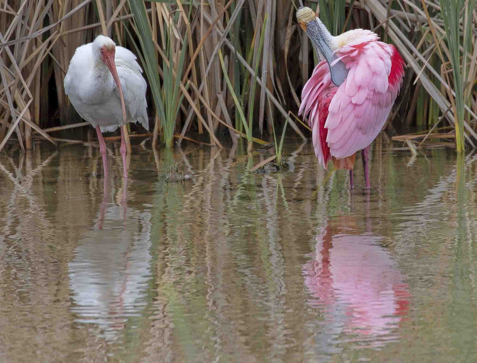 South Padre Island Birding and Nature Center, USA