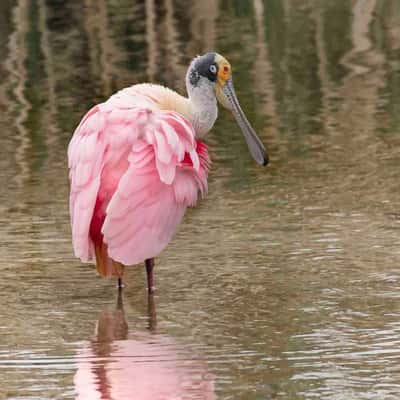 South Padre Island Birding and Nature Center, USA