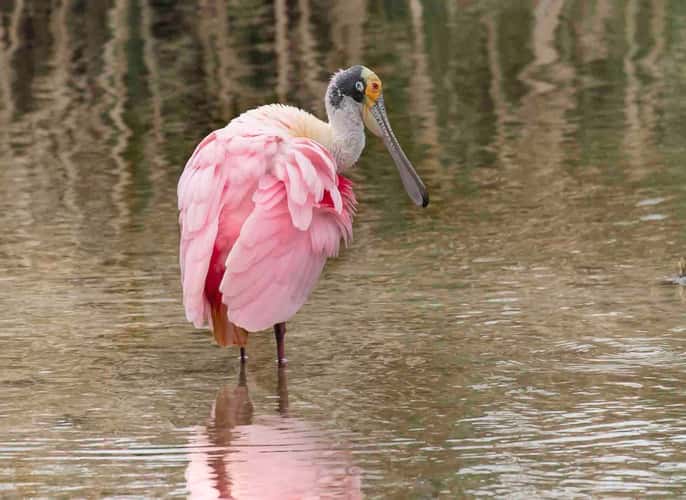 South Padre Island Birding and Nature Center