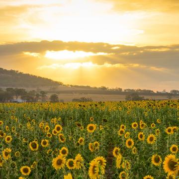 Sunflower Fields, Australia