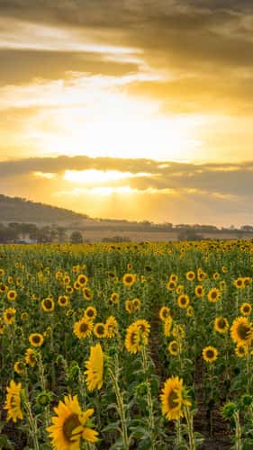 Sunflower Fields, Nobby