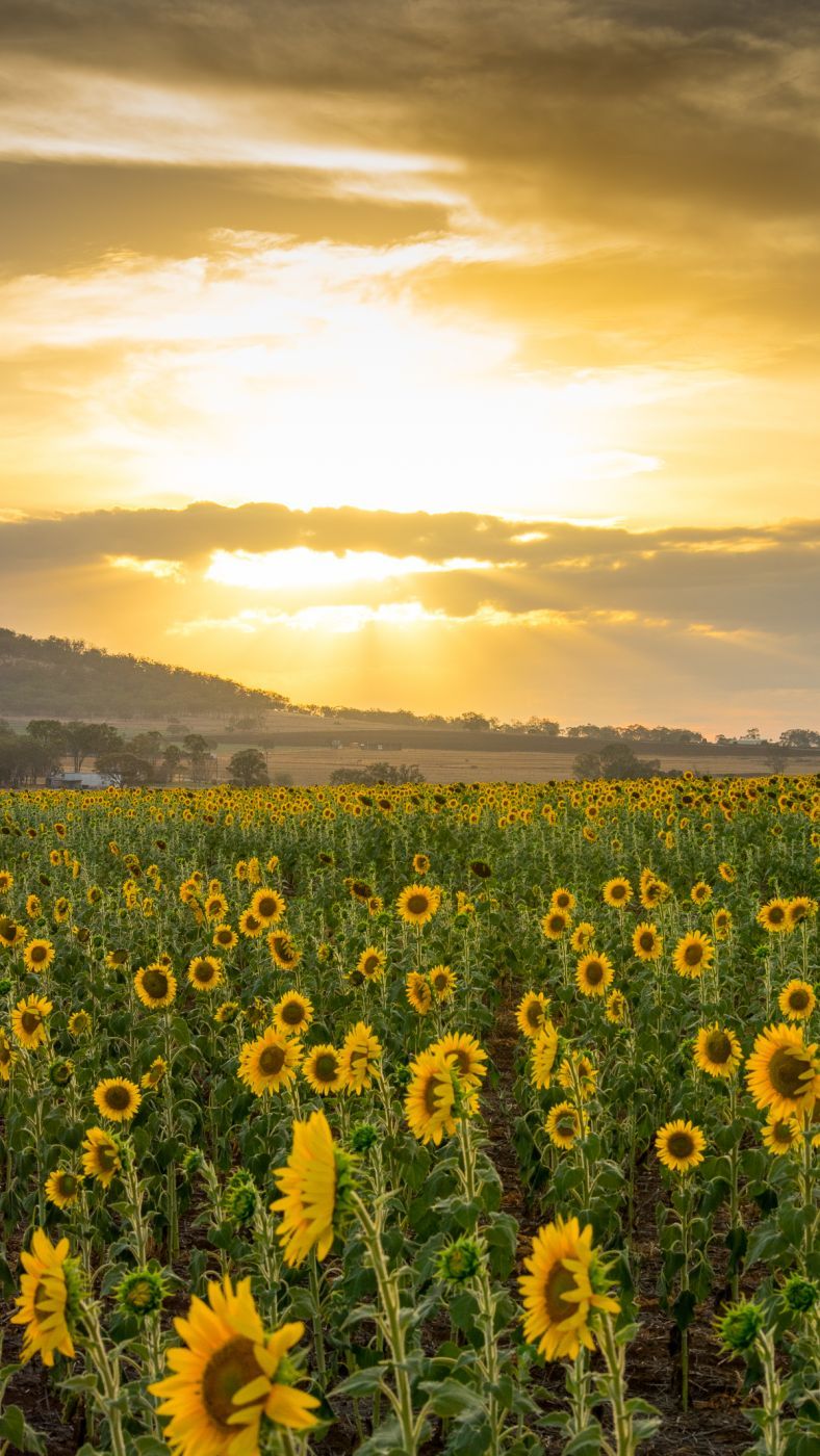 Sunflower Fields, Nobby, Australia
