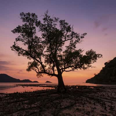 Sunset Tree, Thailand