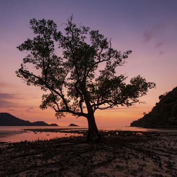 Sunset Tree, Thailand