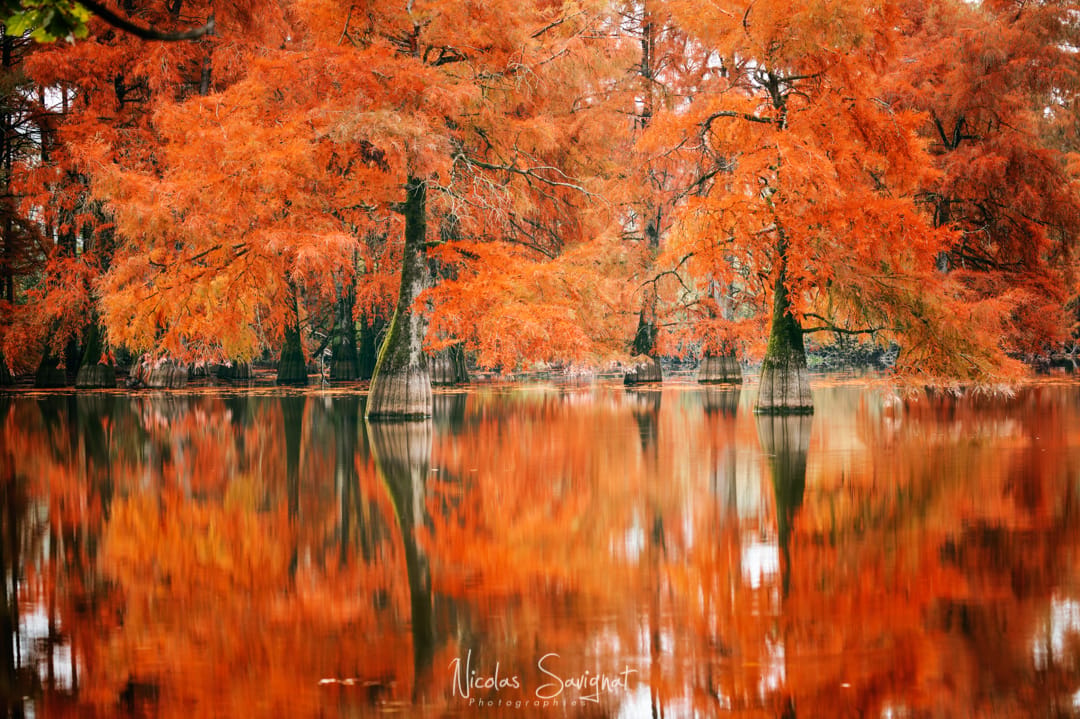 Taxodium Distichum, France