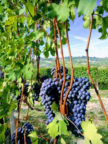 The Chapel of Barolo