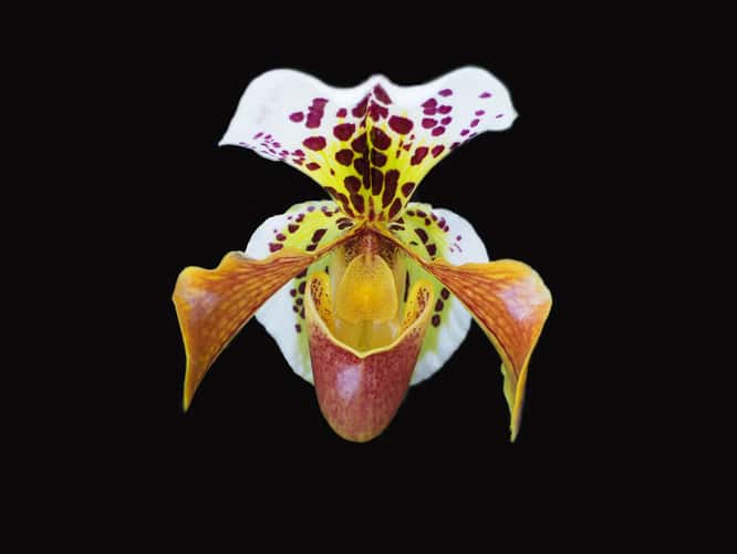 The Orchid Exhibition