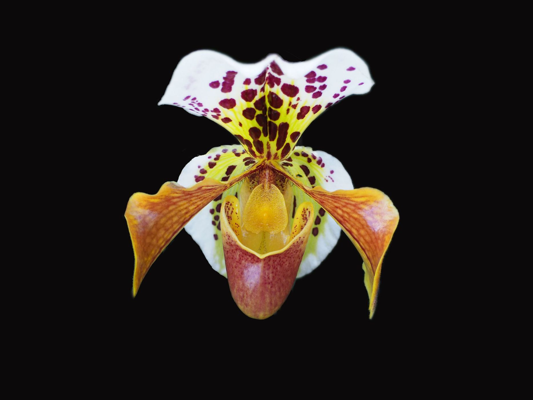 The Orchid Exhibition, United Kingdom