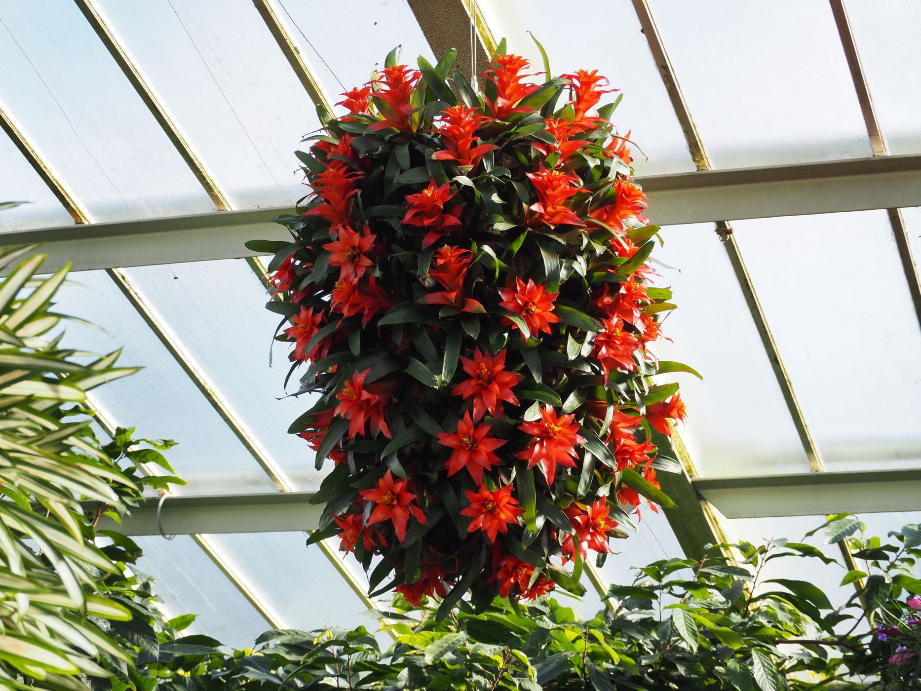 The Orchid Exhibition, United Kingdom